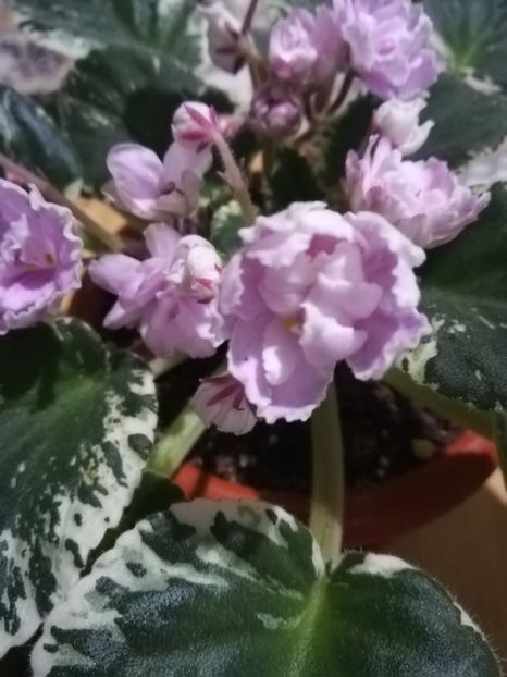  - A-Flori 2019