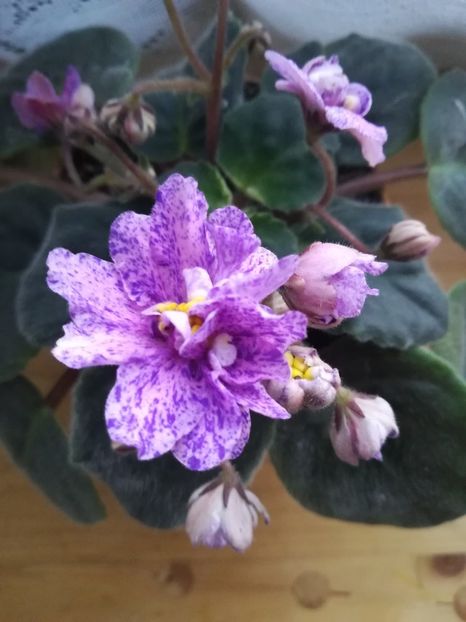 Cathedral - A-Flori 2019