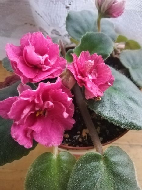 EK Babie Leto - A-Flori 2019