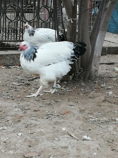  - 2019