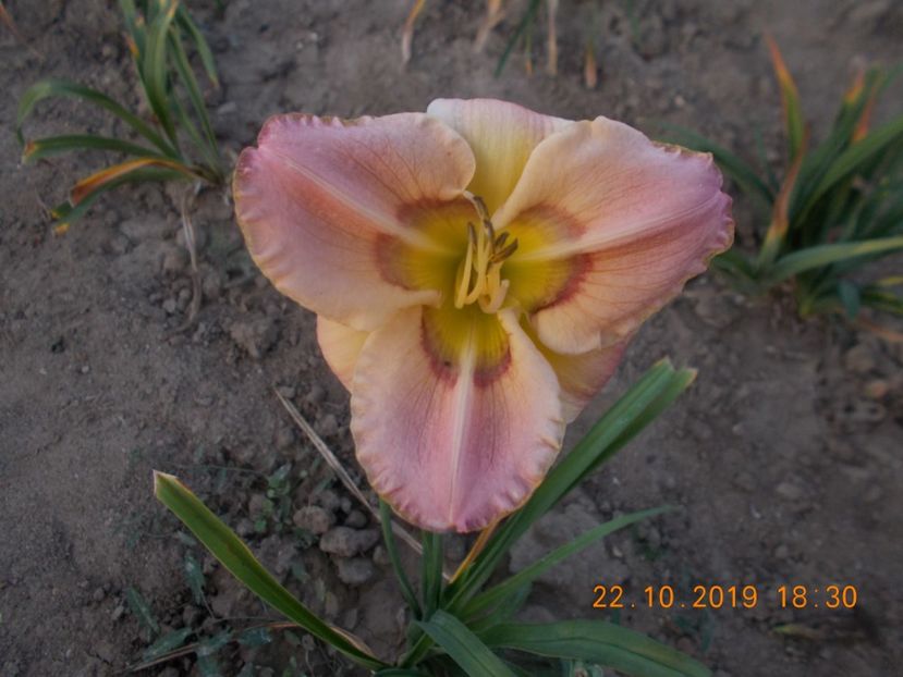  - HEMEROCALLISI 2019-noutati si remnontantii din acest an