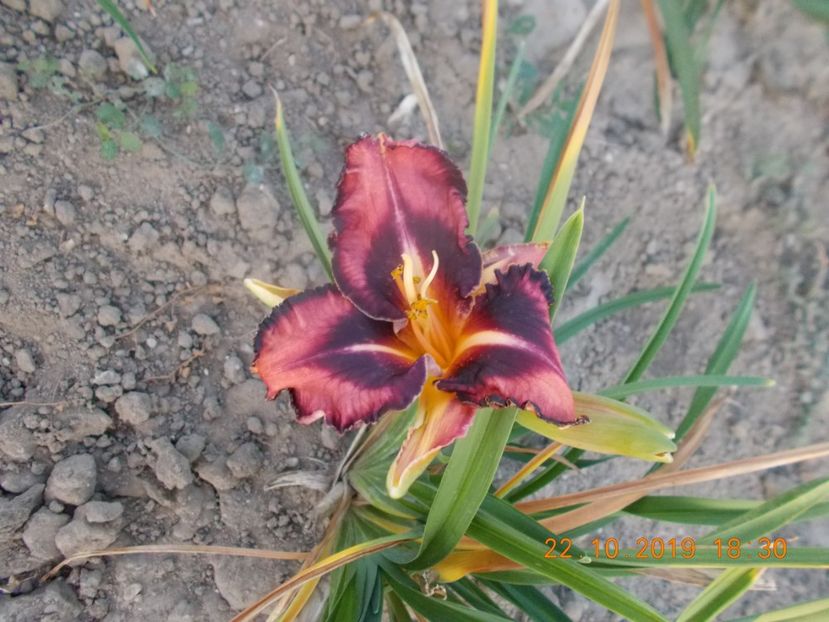  - HEMEROCALLISI 2019-noutati si remnontantii din acest an
