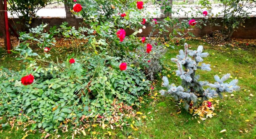  - Gradina noiembrie 2019