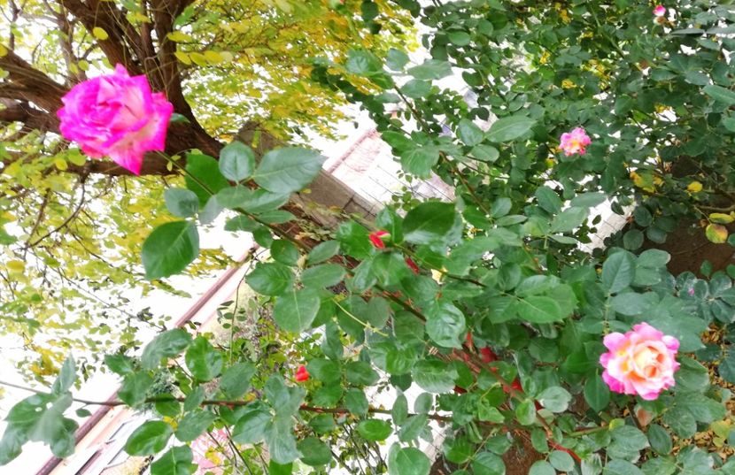  - Gradina noiembrie 2019