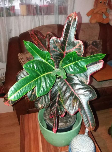  - flori de camera 2019