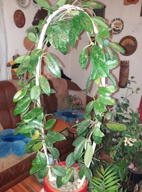  - flori de camera 2019