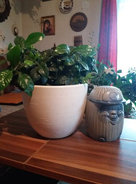  - flori de camera 2019