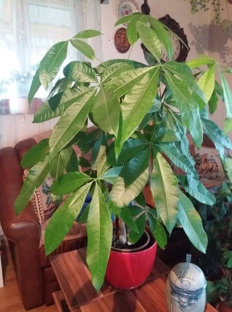  - flori de camera 2019