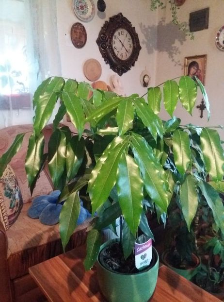  - flori de camera 2019