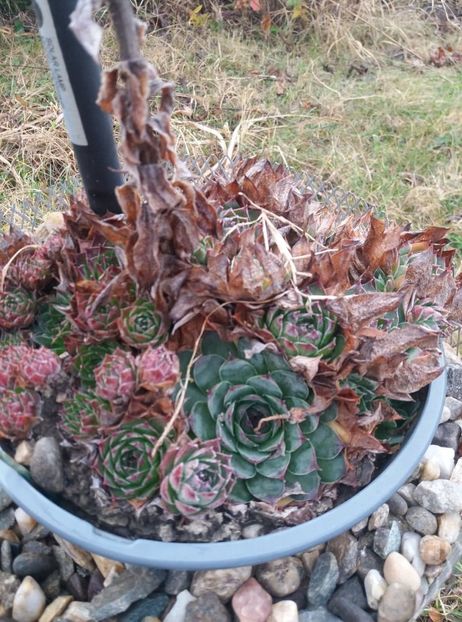 73349251_562102481214004_6252219502361051136_n (1) - Flori curte 2019