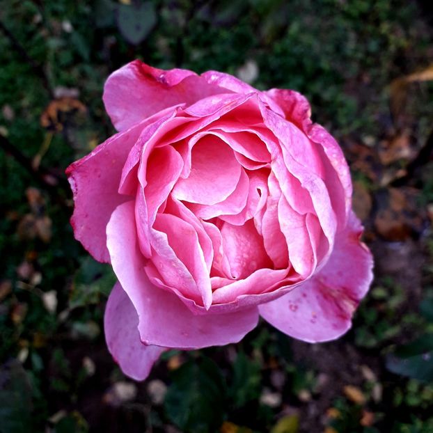  - TRANDAFIRI_2019_2020_2024