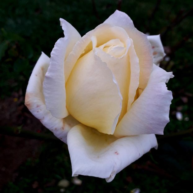  - TRANDAFIRI_2019_2020_2024