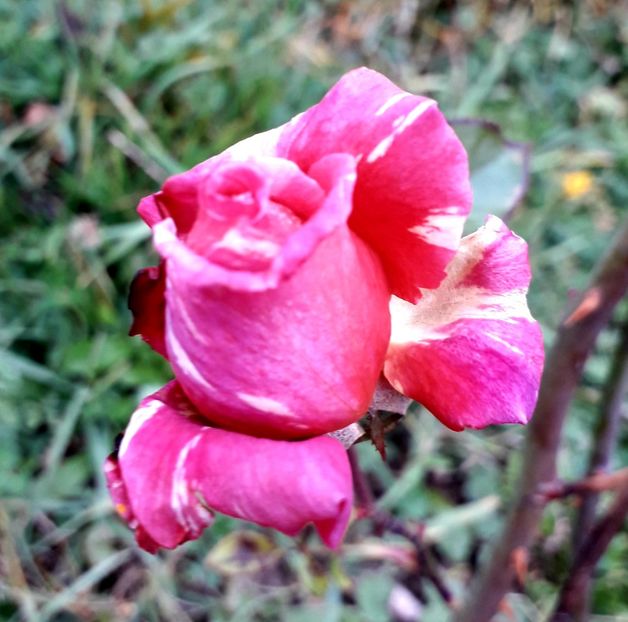  - TRANDAFIRI_2019_2020_2024