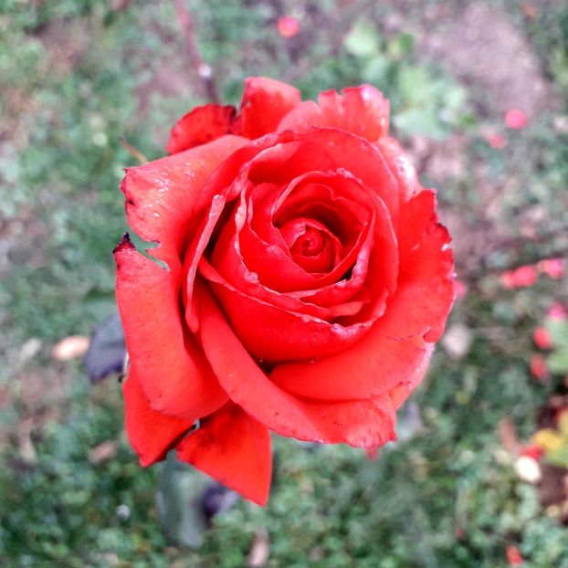  - TRANDAFIRI_2019_2020_2024