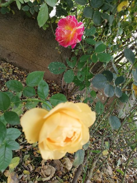  - Maurice utrillo