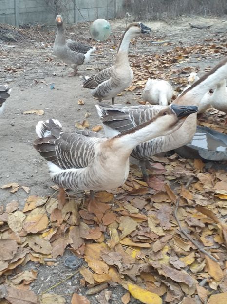  - Gâște africane de vanzare 2019