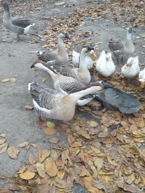  - Gâște africane de vanzare 2019