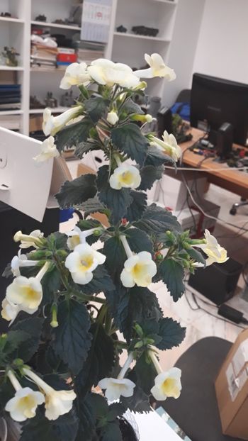  - R20 - Milky Way xA