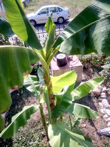  - Banan