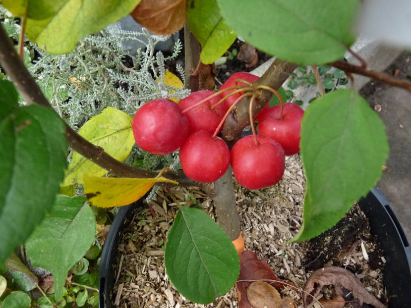  - 2019 - 03 - Toamna