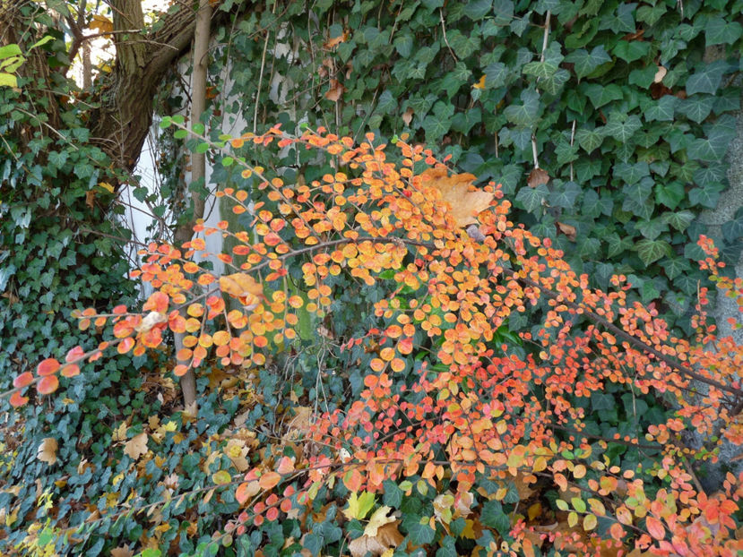  - 2019 - 03 - Toamna