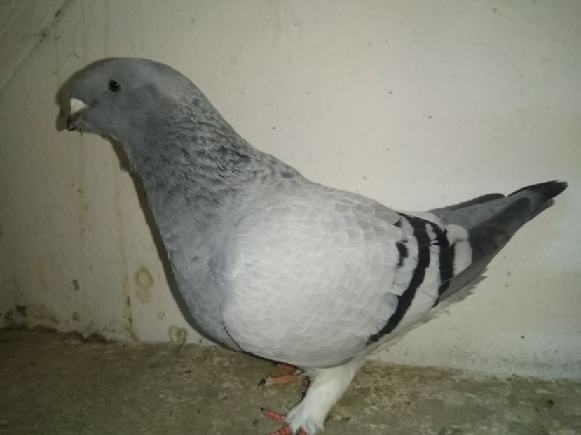 - Porumbei 2019