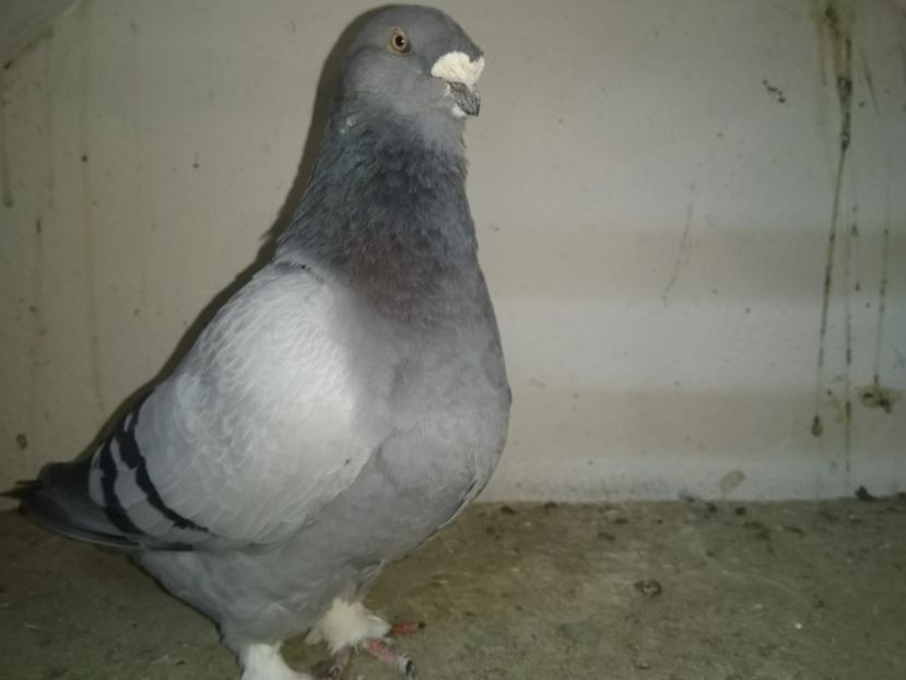  - Porumbei 2019