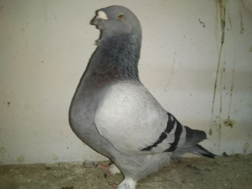  - Porumbei 2019