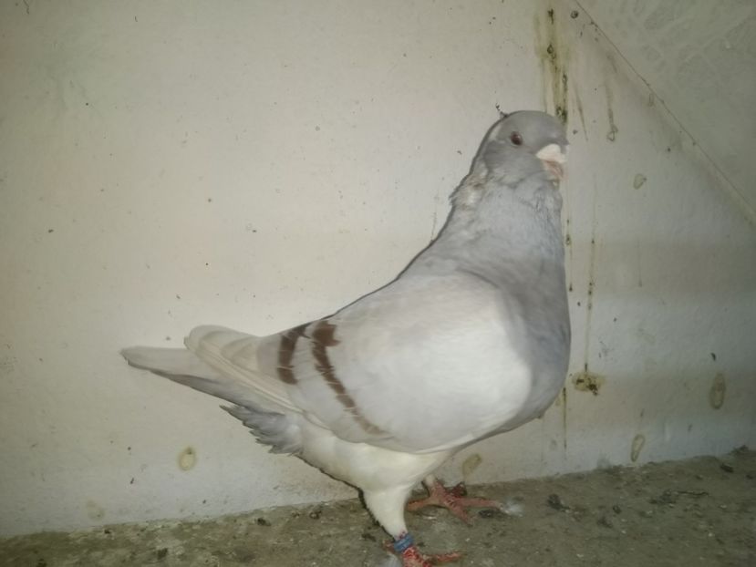  - Porumbei 2019