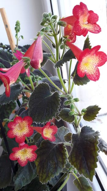 2019 - Northwoods Sunburst