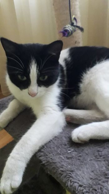 Noua felina din gasca vesela - Tomy
