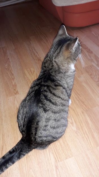 MITZI - Tomy