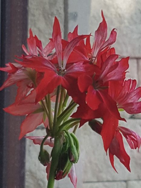 Easter Morning in noiembrie - Muscate de colectie 2019