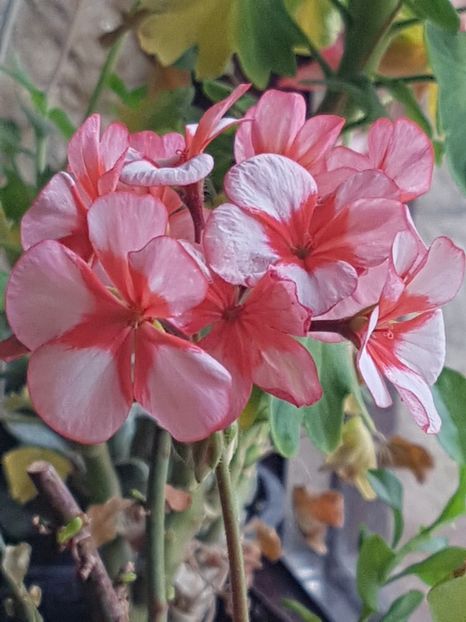 Banstead Beauty in noiembrie - Muscate de colectie 2019