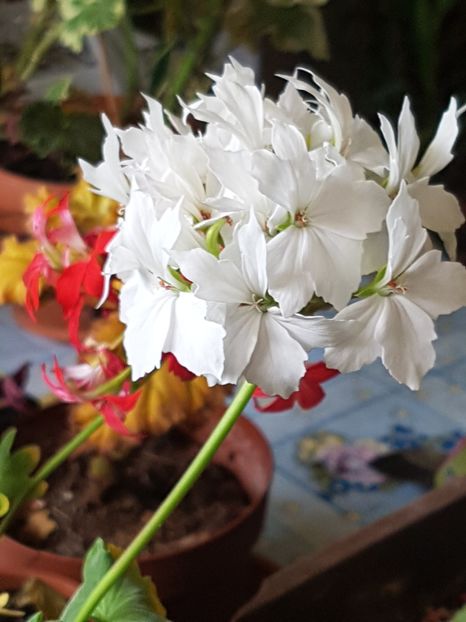 Arctic star in noiembrie - Muscate de colectie 2019