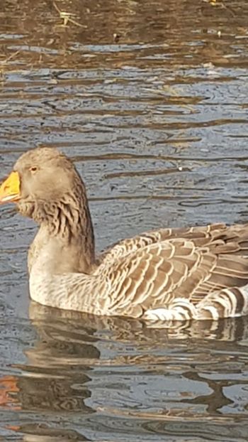  - Gâște de toulouse 2020