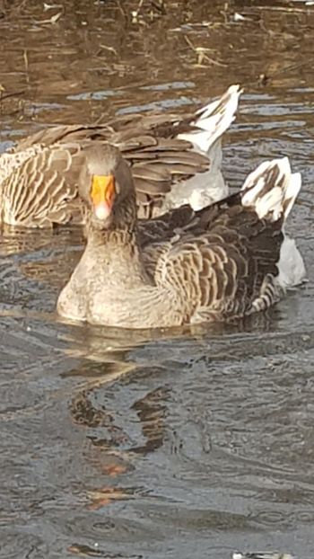  - Gâște de toulouse 2020