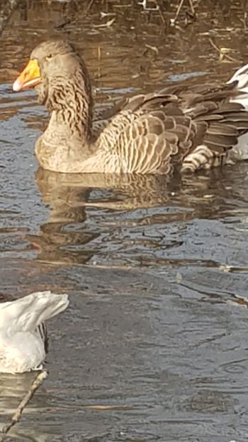  - Gâște de toulouse 2020