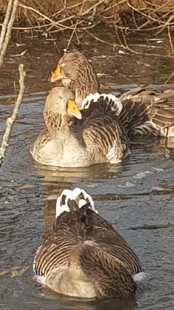  - Gâște de toulouse 2020