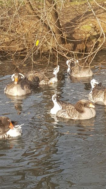  - Gâște de toulouse 2020