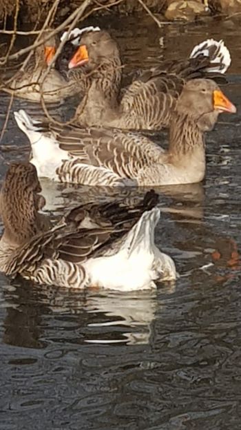  - Gâște de toulouse 2020