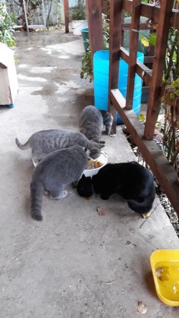  - Iubiri mici!
