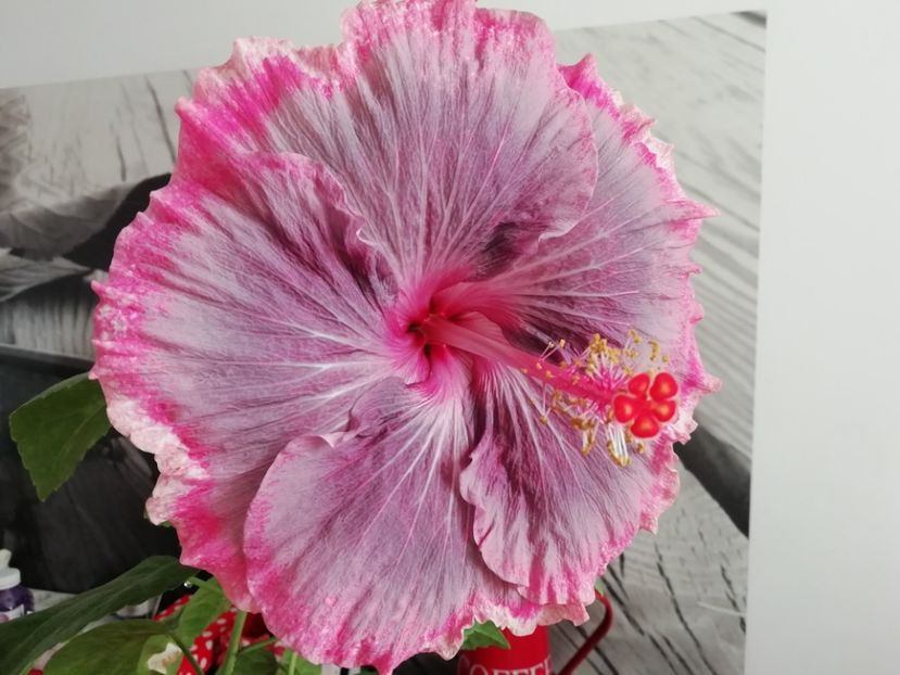 15.11.2019 - Purple Pashmina