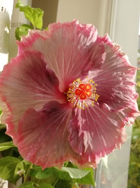 La soare - Purple Pashmina