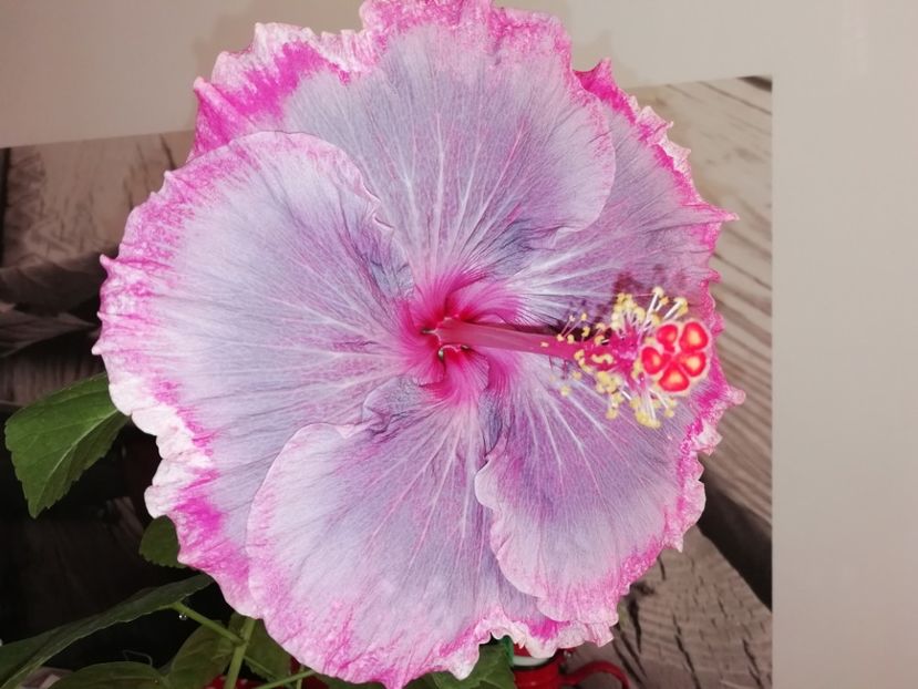 Cu blitz - Purple Pashmina