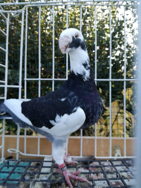 1-0 d 2016 - De vanzare 2019