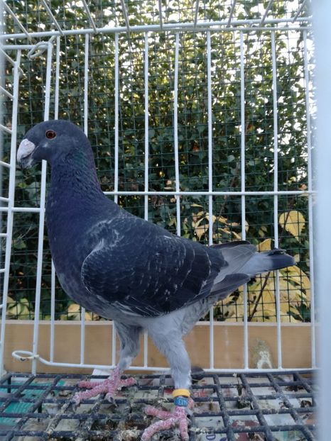 0-1 ro 2018 - De vanzare 2019