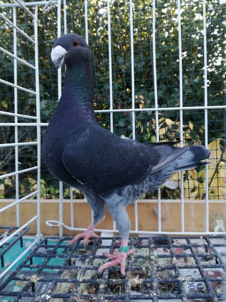 0-1 ro 2019 - De vanzare 2019