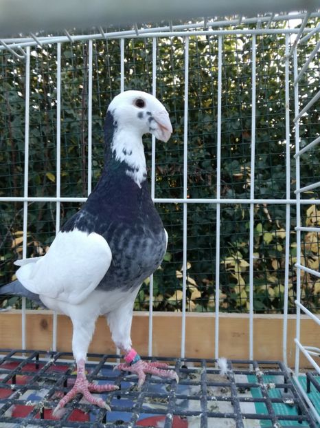 0-1 ro 2018 - De vanzare 2019