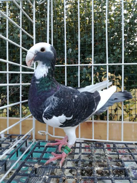 0-1 ro 2019 retinuta - De vanzare 2019